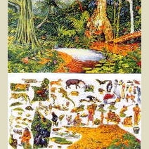 Rainforest Animals Set